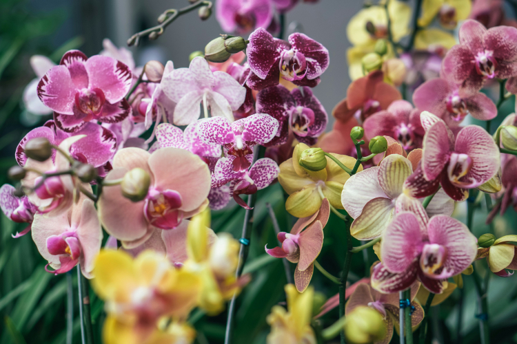 Dresdener Ostern und Orchideenschau 2027