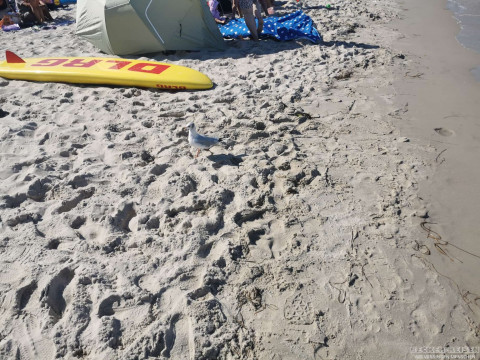 b2ap3_thumbnail_beckerreisen-stoertebecker-2026-33 R&uuml;gen &ndash; Inselgl&uuml;ck zwischen Ostsee, Sonne und St&ouml;rtebeker - Reisejournal