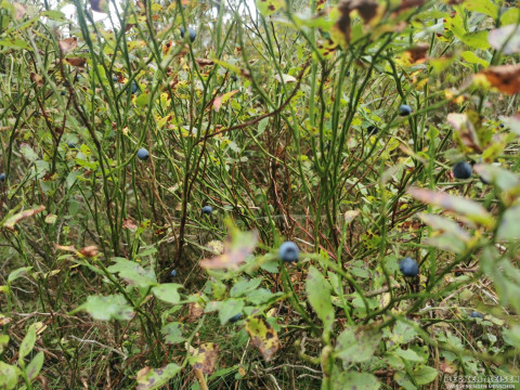 b2ap3_thumbnail_becker-gesundhetstag-waldspatziergang8 Waldbaden in Oberhof &ndash; gemeinsam durchatmen und genie&szlig;en - Reisejournal