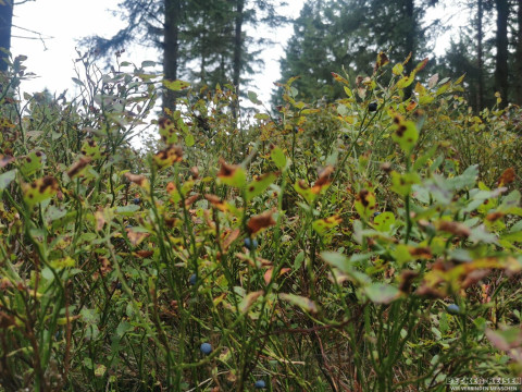 b2ap3_thumbnail_becker-gesundhetstag-waldspatziergang9 Waldbaden in Oberhof &ndash; gemeinsam durchatmen und genie&szlig;en - Reisejournal