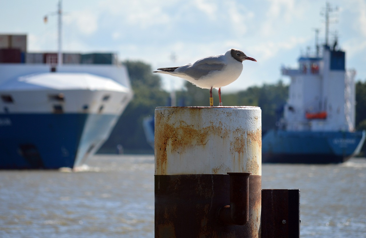 gull-gcbf0c12d2_1280